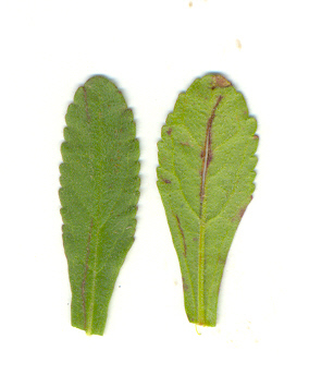 Veronica spicata subsp. fischeri  (= Pseudolysimachion pallens)/Veronica di Fischer
